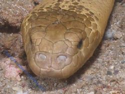 Close up full frame of Olive Sea snake Navy Pier Exmouth ... by Brad Cox 